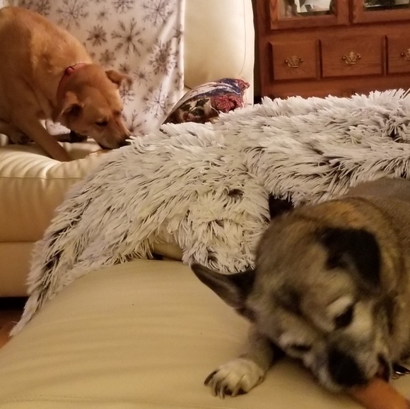 Meet your Posher, Connie - Picture 5 of 8